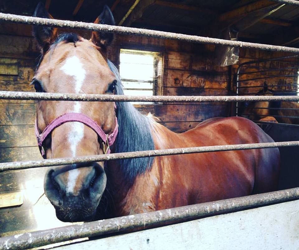 22090154_10154795861920474_8139552749258810392_n